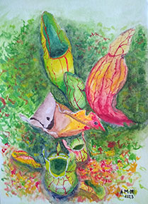 Pitcher Plants, illustration by Alyson Montione